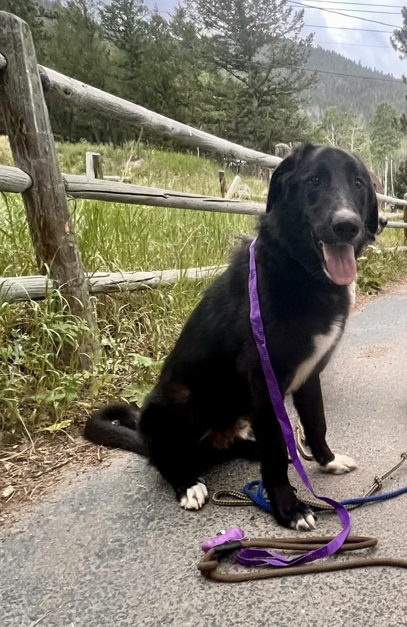 Enlarge Mando, a ADOPTABLE mixed breed in Aspen, CO image 4/6