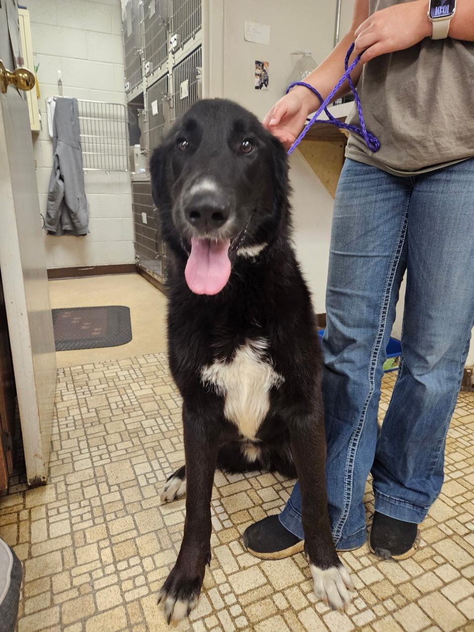 Enlarge Mando, a ADOPTABLE mixed breed in Aspen, CO image 6/6