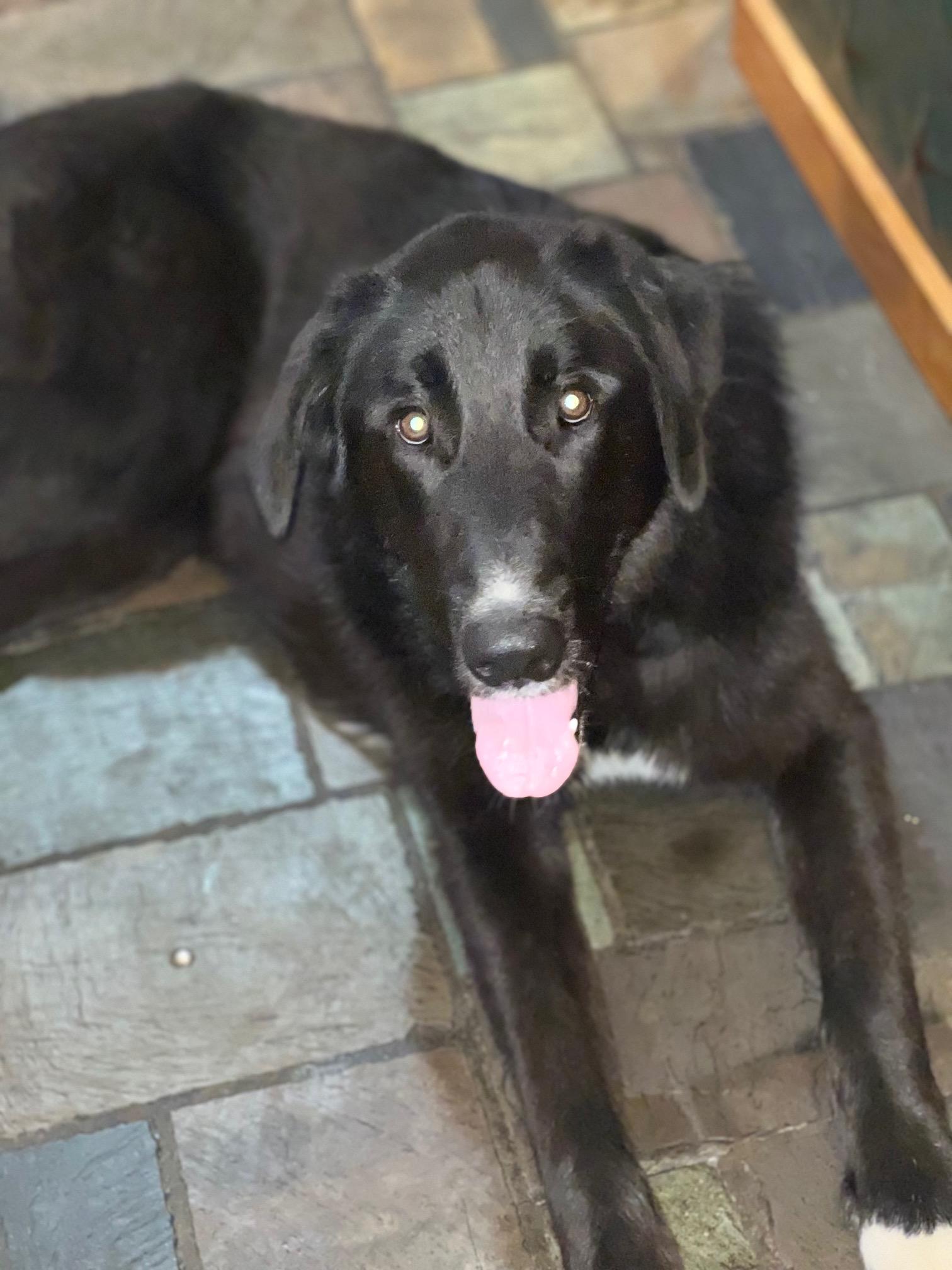 Enlarge Mando, a ADOPTABLE mixed breed in Aspen, CO image 3/6