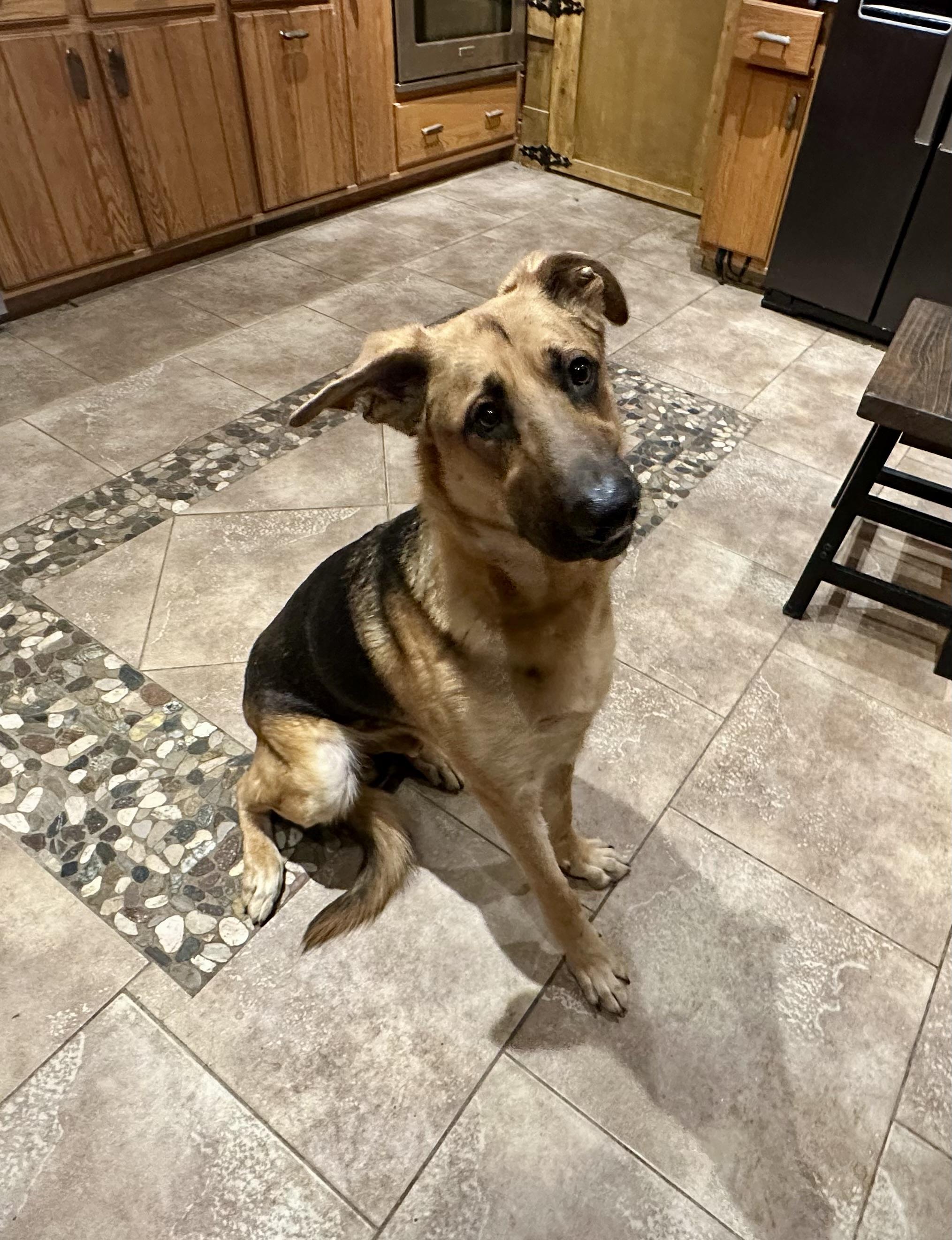 Enlarge SURVIVOR OF DV, a ADOPTABLE German Shepherd Dog in Toledo, OH image 3/3