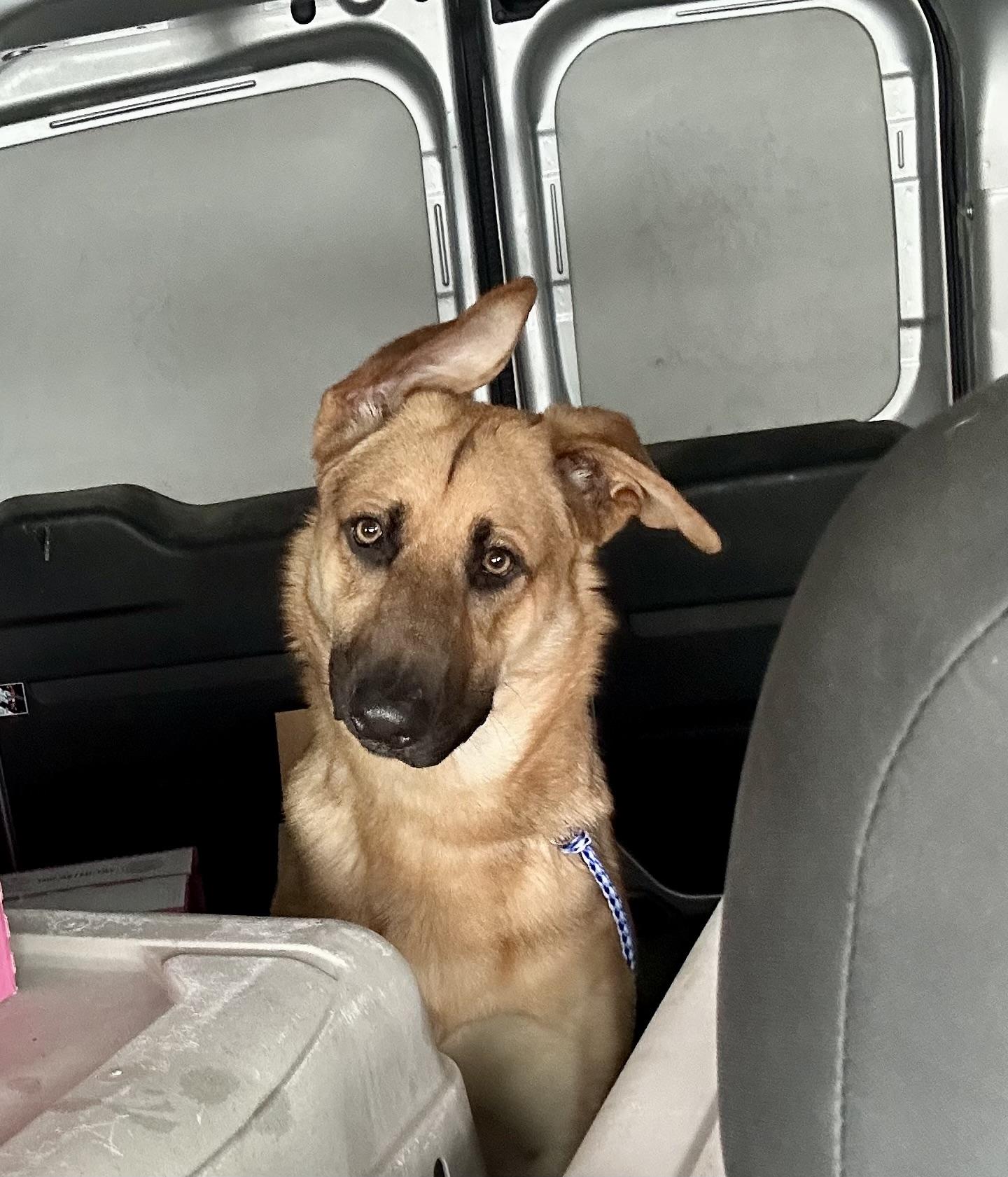 SURVIVOR OF DV, ADOPTABLE, Puppy Male German Shepherd Dog.