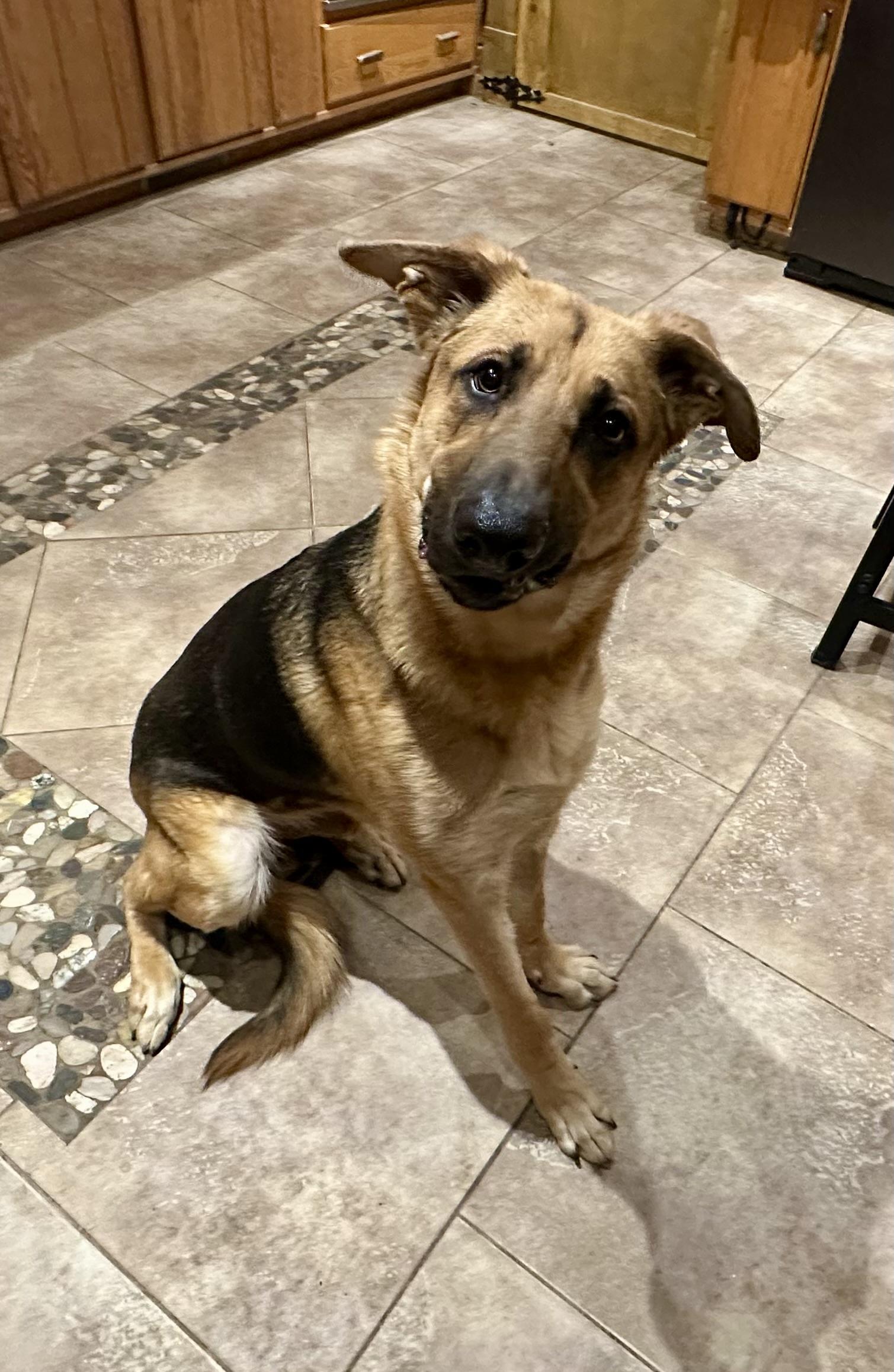 Enlarge SURVIVOR OF DV, a ADOPTABLE German Shepherd Dog in Toledo, OH image 2/3