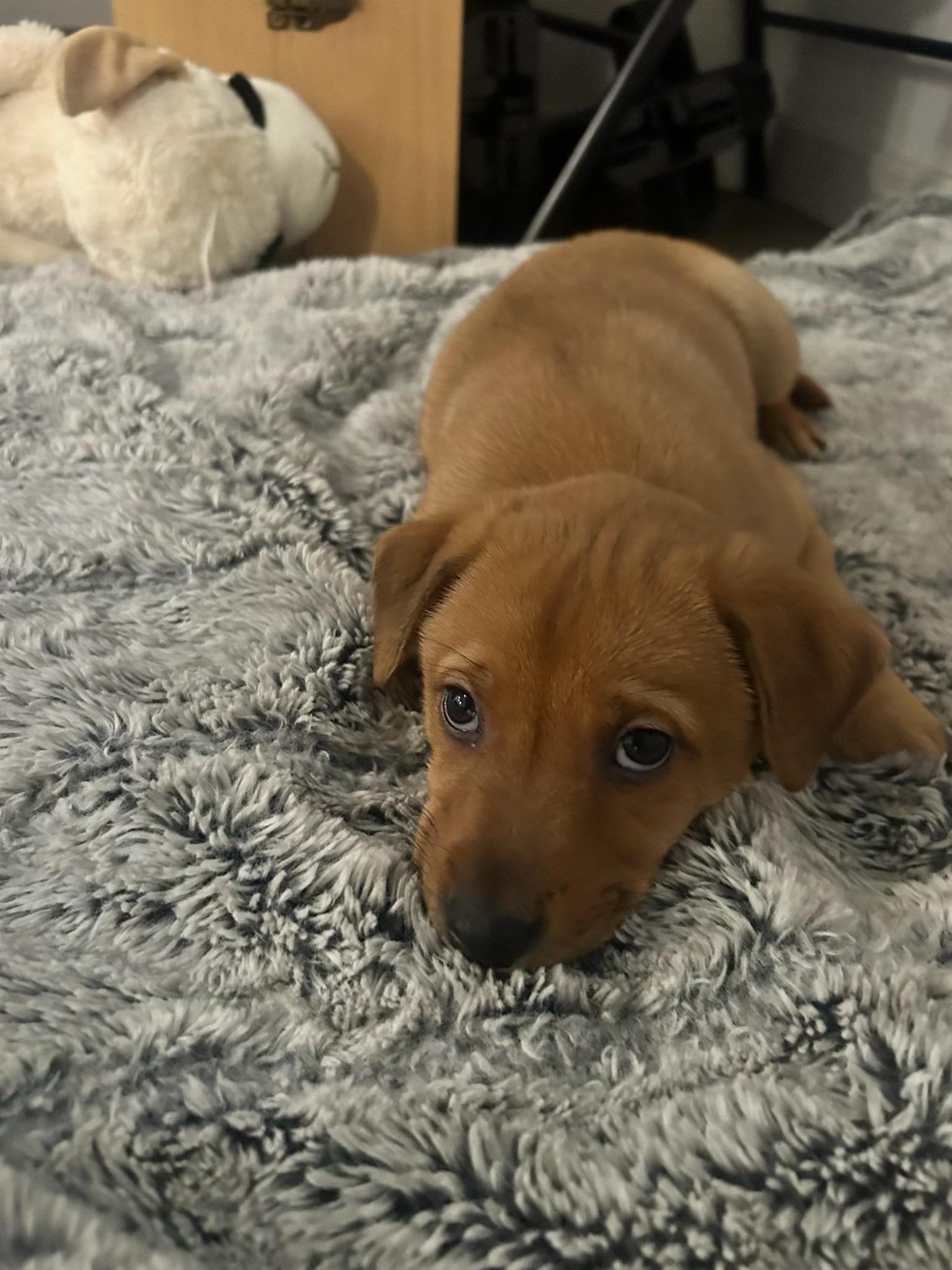 Hershey, ADOPTABLE, Puppy Female Mixed Breed.