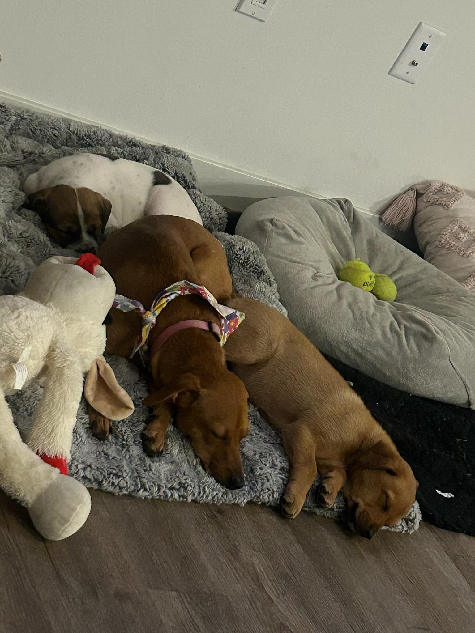 Hershey, a ADOPTABLE Mixed Breed in McMinnville, OR image 3/4