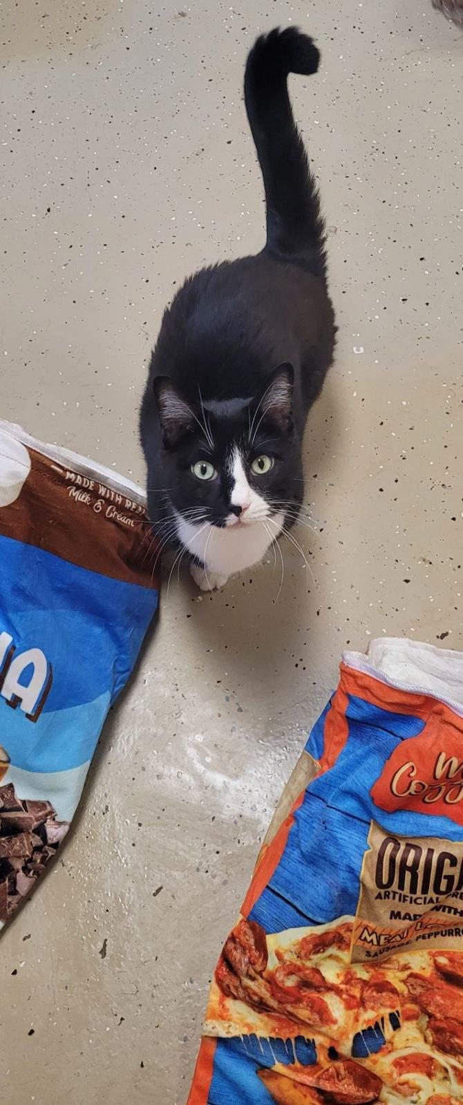 Alvin — thumbnail 2