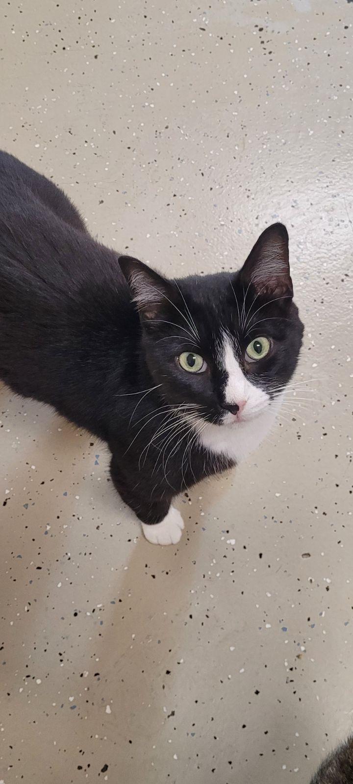 Alvin — thumbnail 3