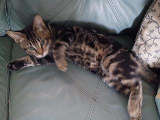 Enlarge Mekong, a Adopted Domestic Short Hair in St Petersburg, FL image 1/3