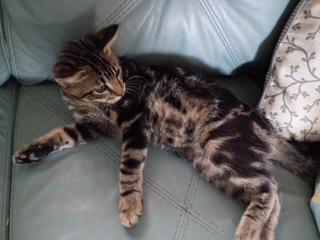 Enlarge Mekong, a Adopted Domestic Short Hair in St Petersburg, FL image 2/3