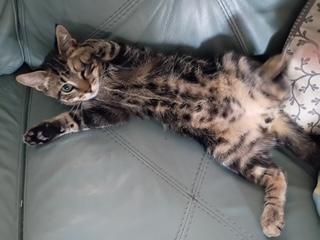 Enlarge Mekong, a Adopted Domestic Short Hair in St Petersburg, FL image 3/3