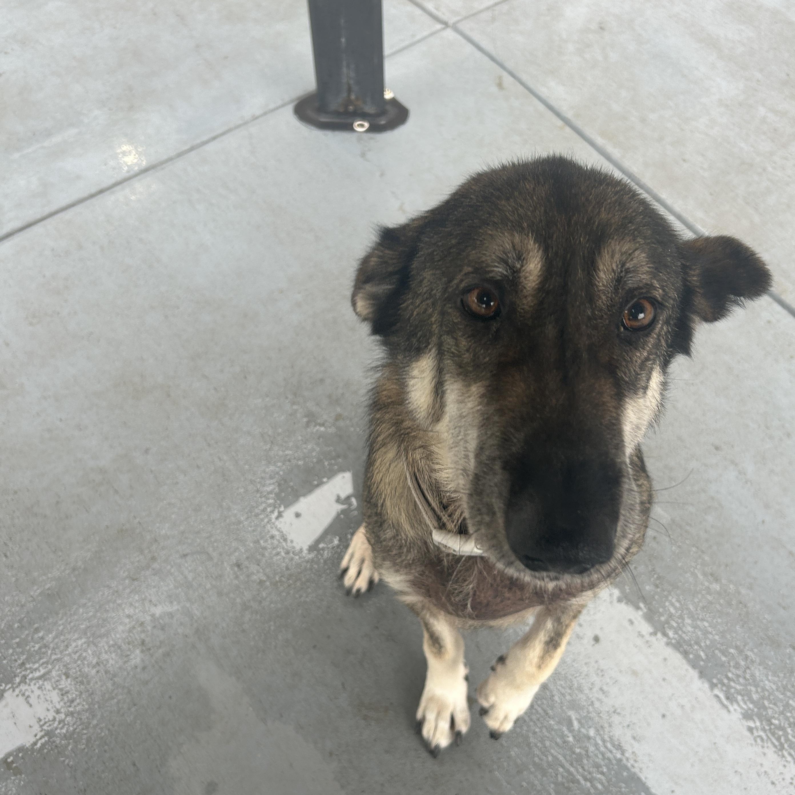 Enlarge Sheba, a Adoptable mixed breed in Seward, NE image 3/4