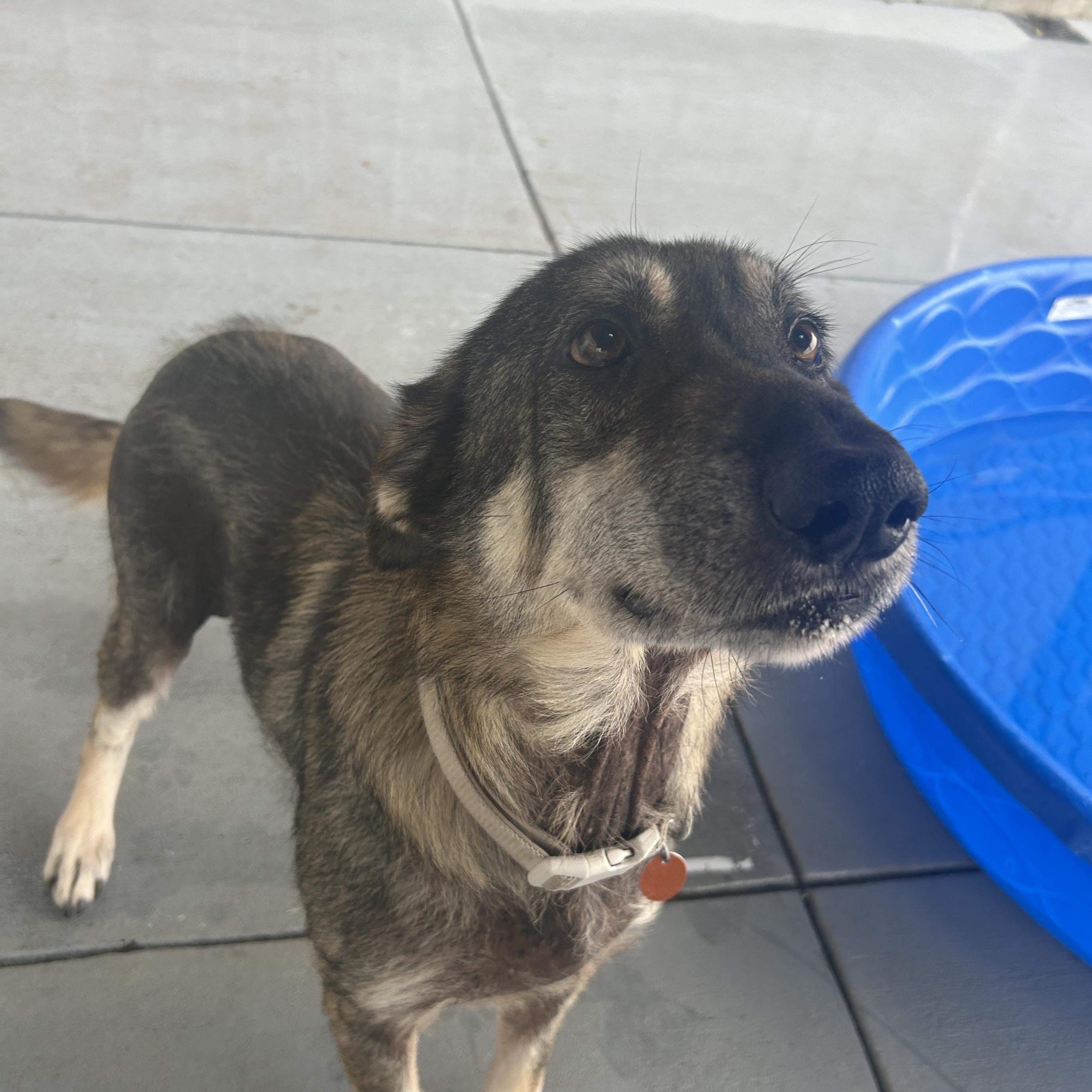 Enlarge Sheba, a Adoptable mixed breed in Seward, NE image 4/4