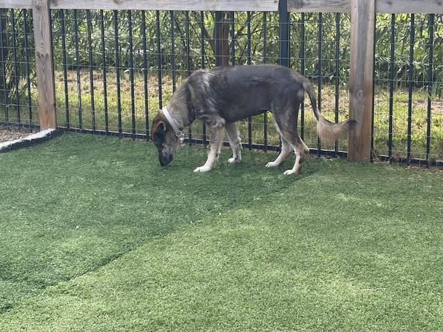 Enlarge Sheba, a Adoptable mixed breed in Seward, NE image 2/4