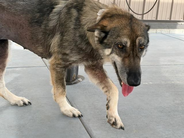 Enlarge Sheba, a Adoptable mixed breed in Seward, NE image 1/4