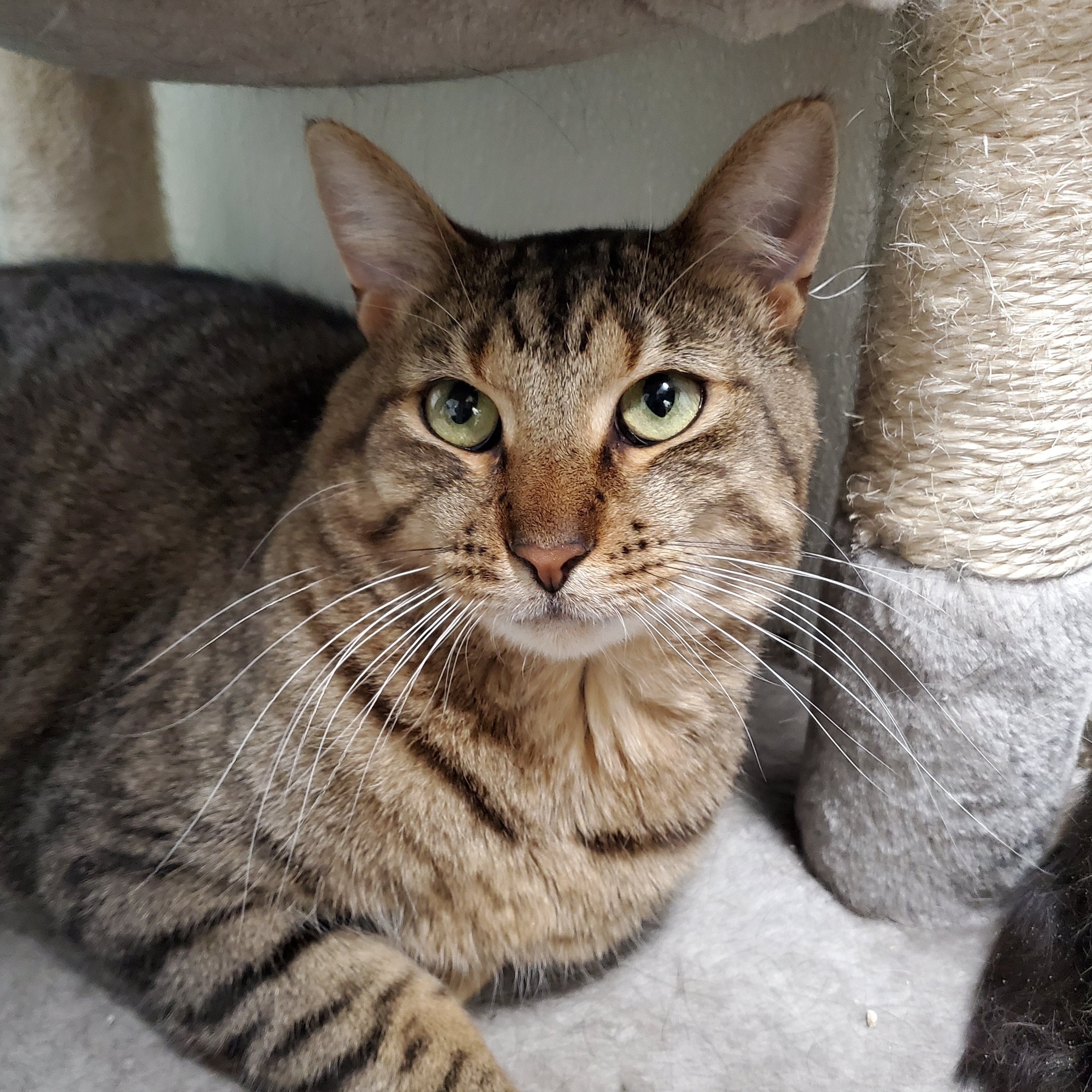 Jack, a Adoptable mixed breed in Marseilles, IL image 1/6