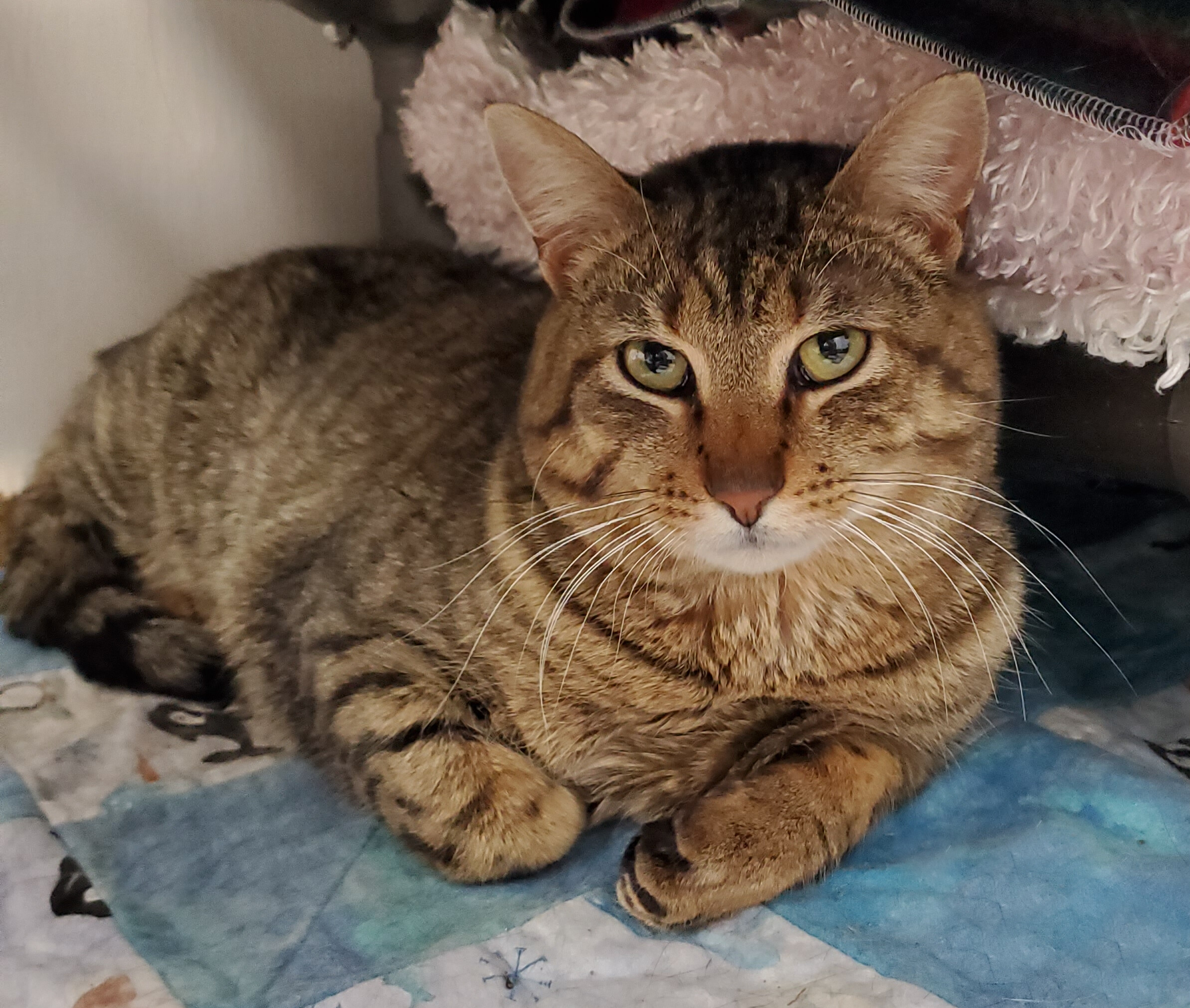 Jack, a Adoptable mixed breed in Marseilles, IL image 2/6