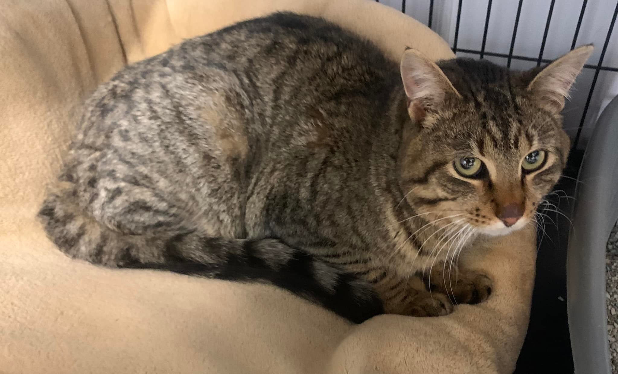 Jack, a Adoptable mixed breed in Marseilles, IL image 3/6