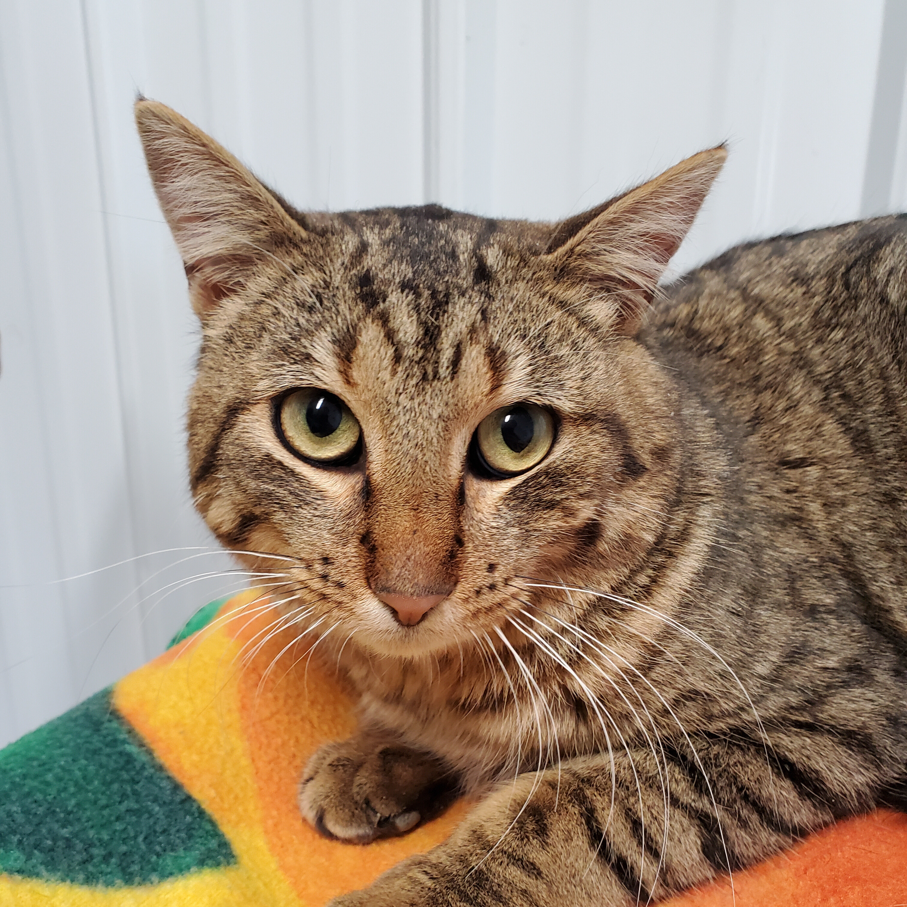 Jack, a Adoptable mixed breed in Marseilles, IL image 4/6