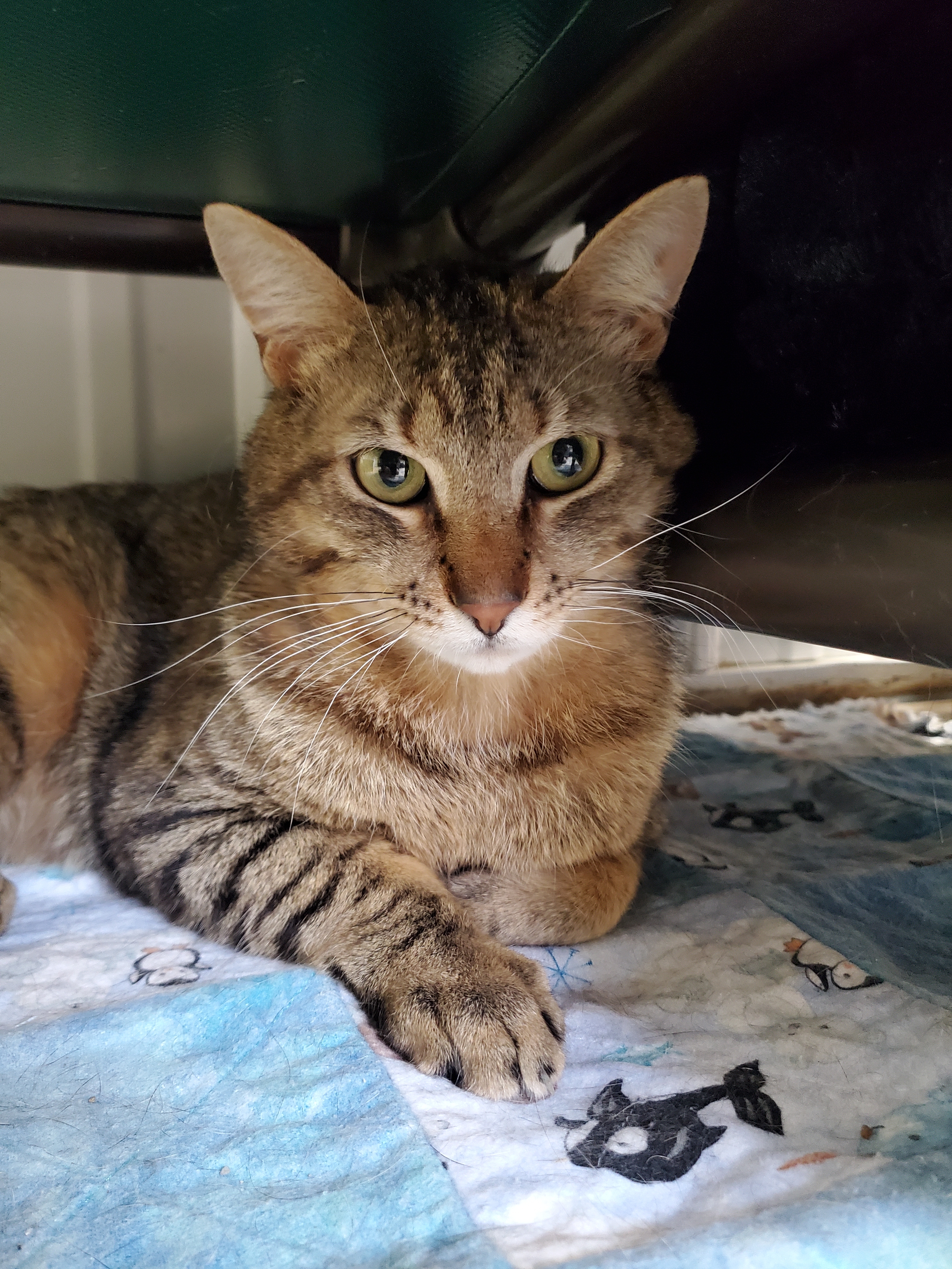 Jack, a Adoptable mixed breed in Marseilles, IL image 5/6