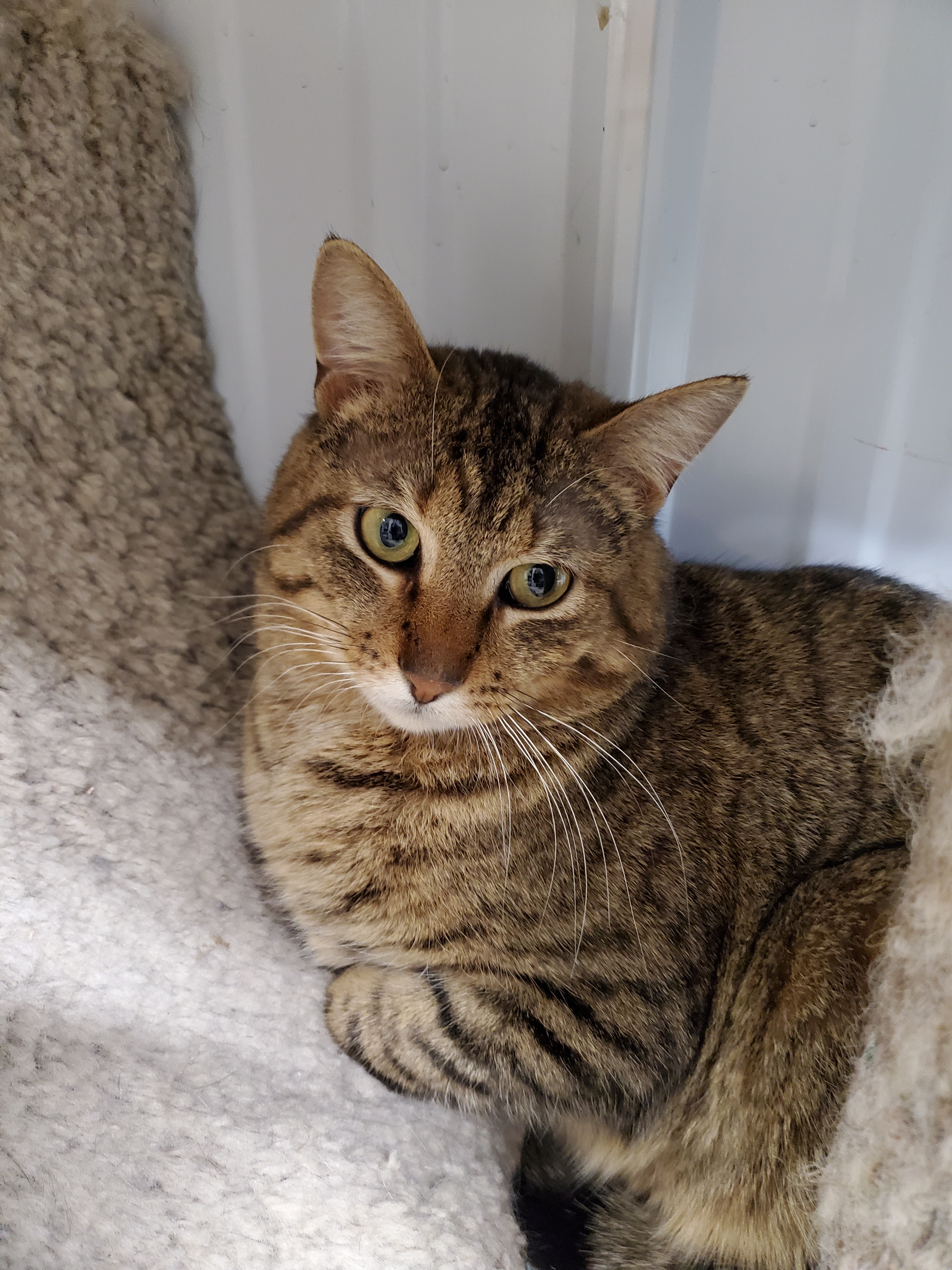 Jack, a Adoptable mixed breed in Marseilles, IL image 6/6