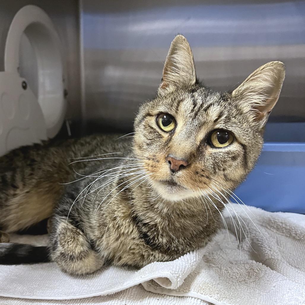 Enlarge Anarchy, a Adoptable Domestic Short Hair in York, PA image 1/6