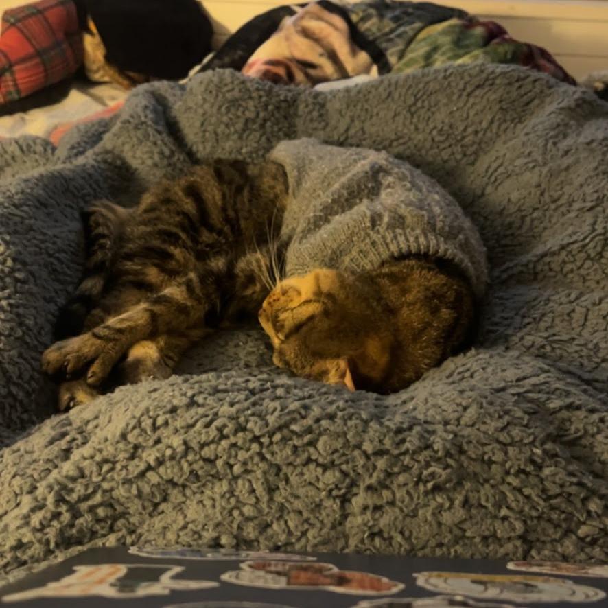 Enlarge Anarchy, a Adoptable Domestic Short Hair in York, PA image 2/6