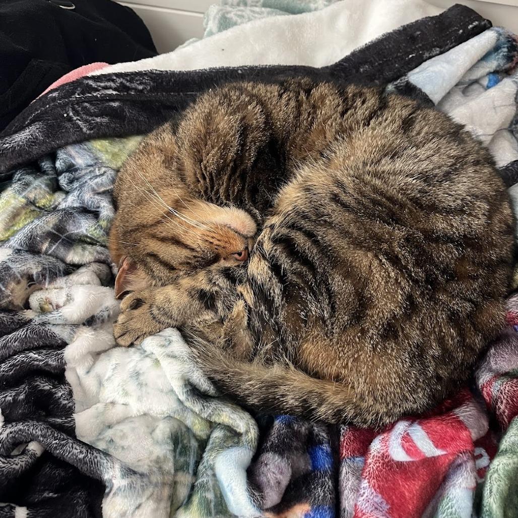 Enlarge Anarchy, a Adoptable Domestic Short Hair in York, PA image 3/6