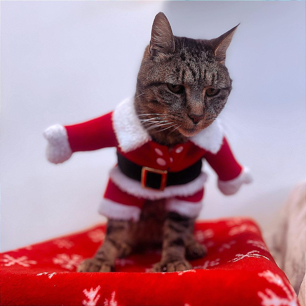 Anarchy — thumbnail 4