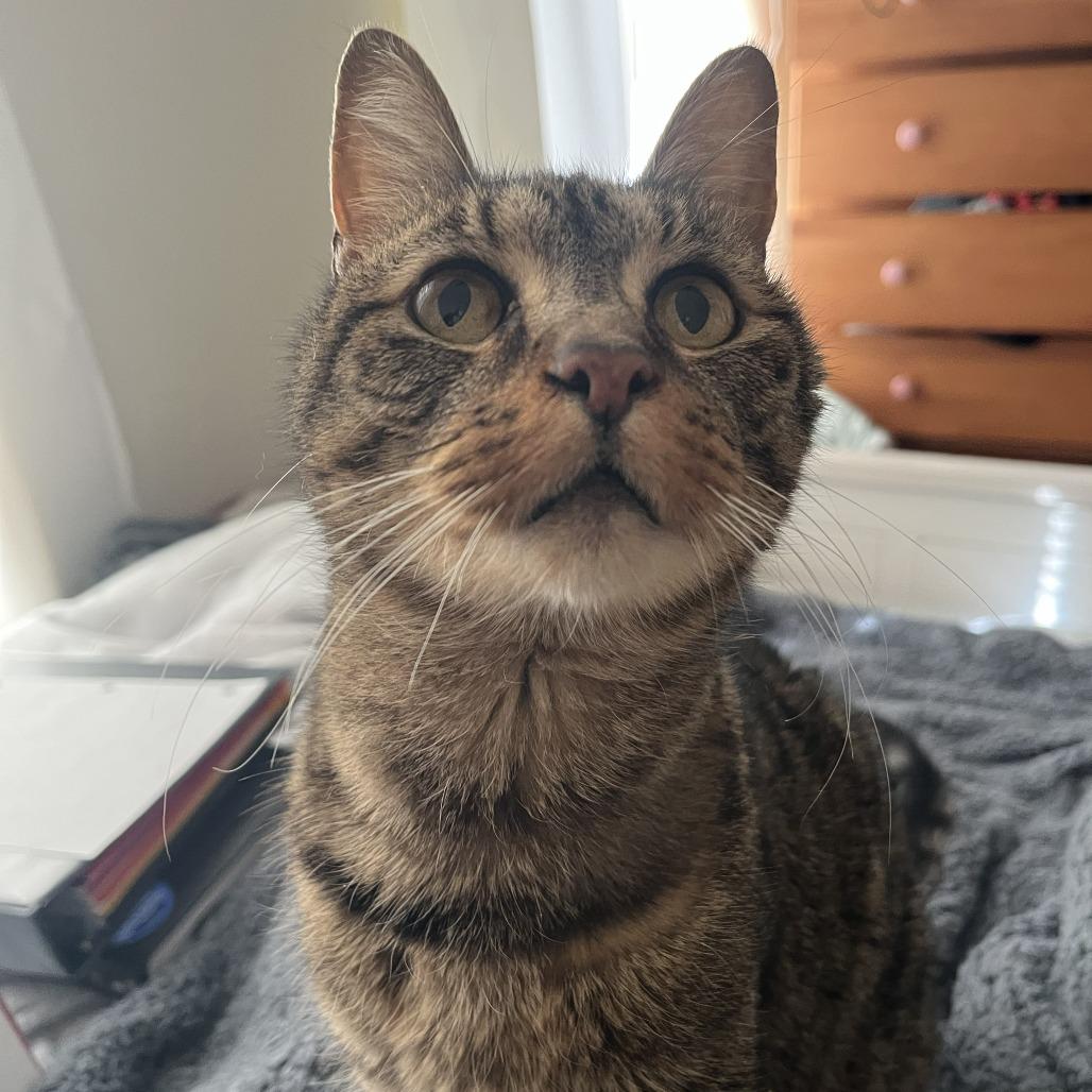 Enlarge Anarchy, a Adoptable Domestic Short Hair in York, PA image 5/6