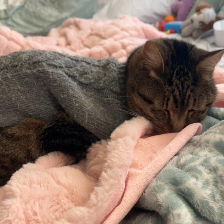 Anarchy — thumbnail 6