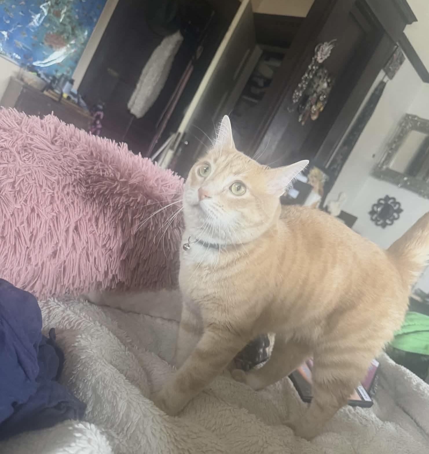 Oliver, ADOPTABLE, Adult Male Tabby & Domestic Short Hair.