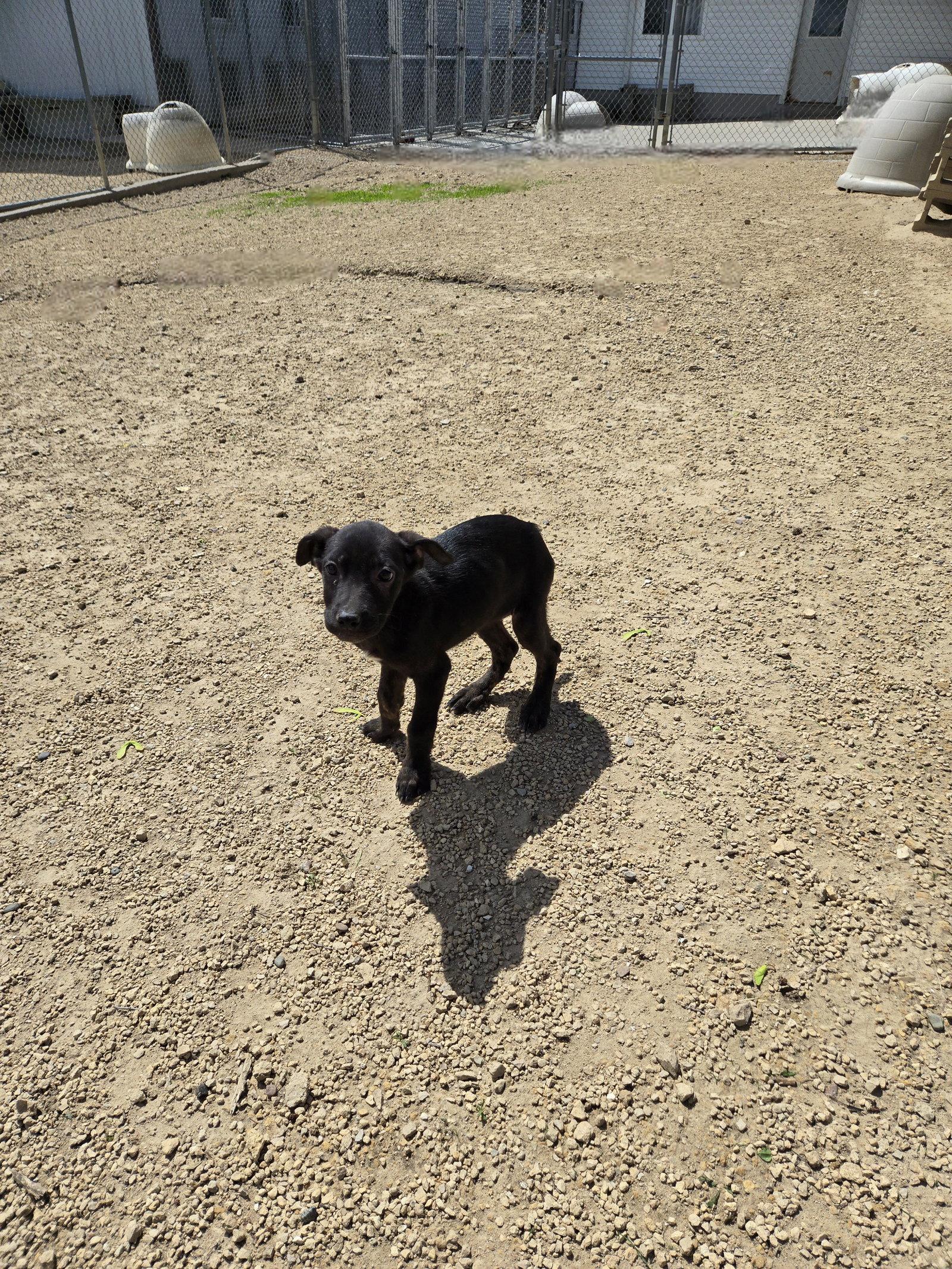 Enlarge Brandy, a Adoptable Mixed Breed in Maquoketa, IA image 1/1