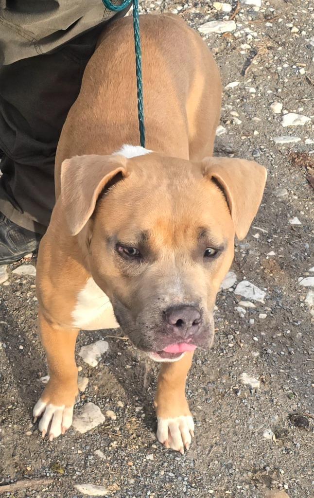 Melissa, Adoptable, Young Female Mixed Breed.