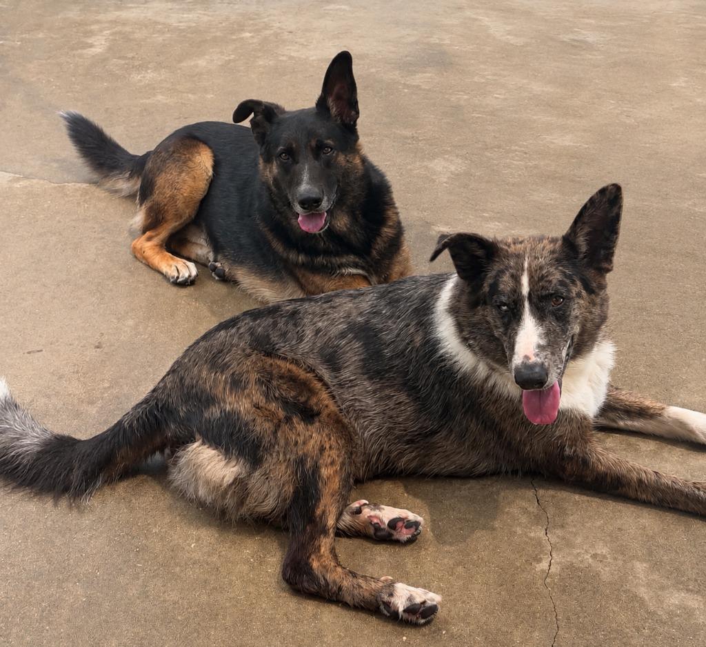 Melvin and Milton, Adoptable, Young Male Mixed Breed.
