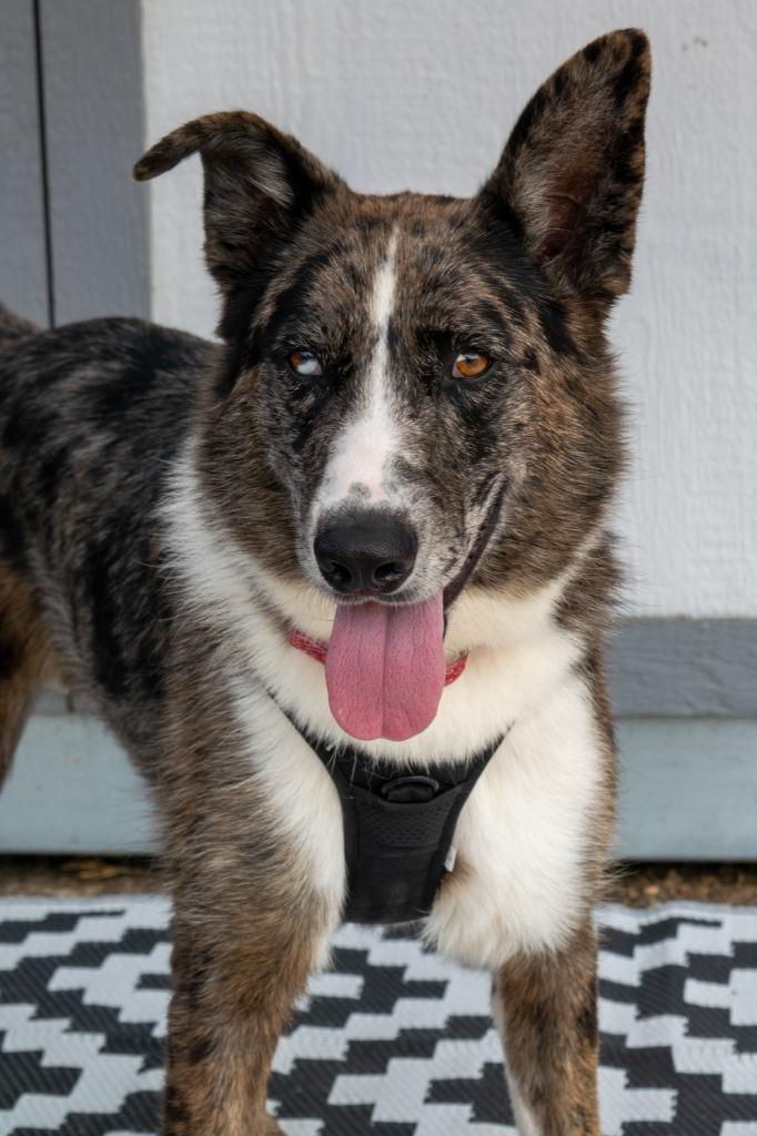 Enlarge Melvin and Milton, a Adoptable mixed breed in Savage, MN image 2/4