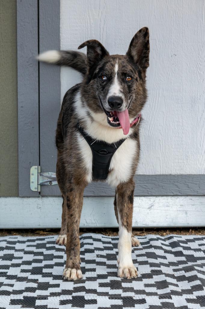 Enlarge Melvin and Milton, a Adoptable mixed breed in Savage, MN image 3/4