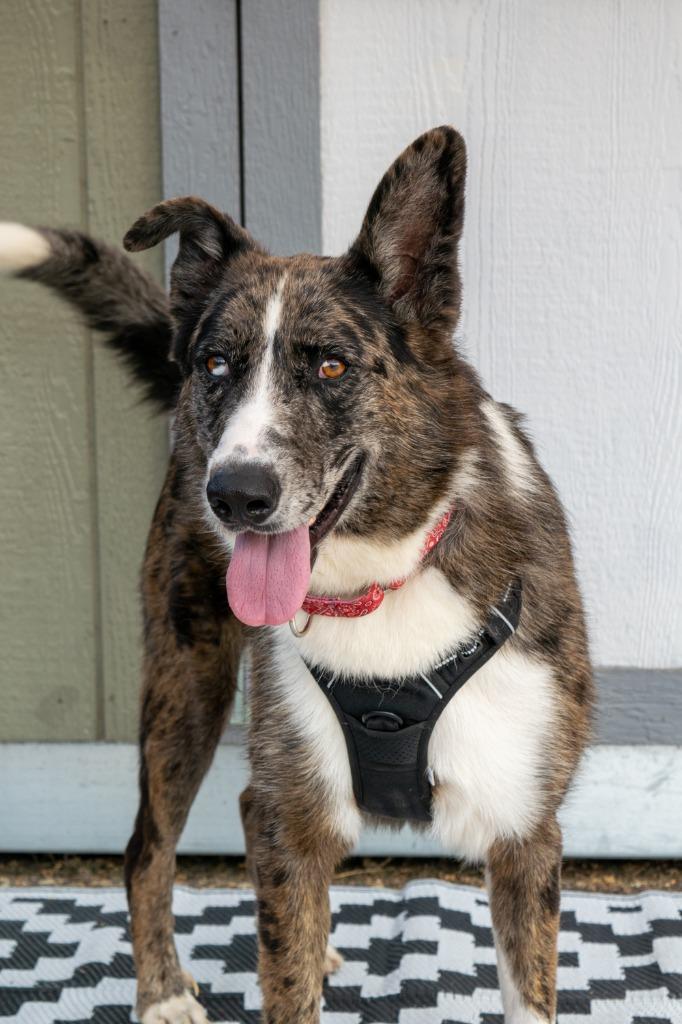 Enlarge Melvin and Milton, a Adoptable mixed breed in Savage, MN image 4/4