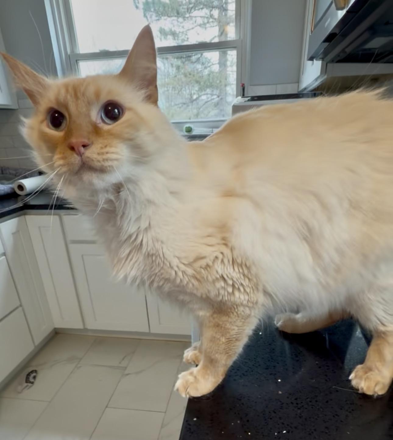 Enlarge Tofu, an adopted mixed breed in Bethel, CT image 2/4