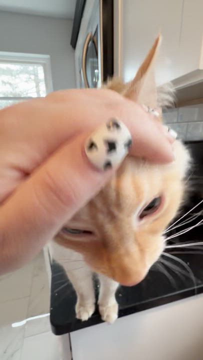 Enlarge Tofu, an adopted mixed breed in Bethel, CT video 3/4