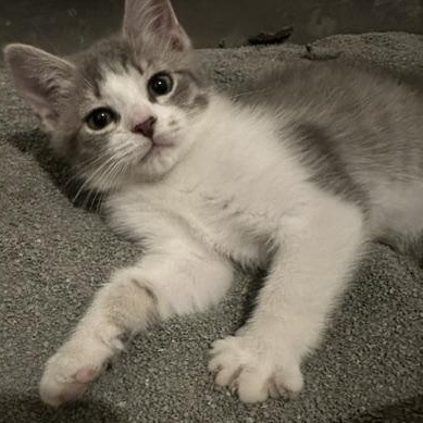 Enlarge Payton, a Adoptable mixed breed in Minneapolis, MN image 5/5