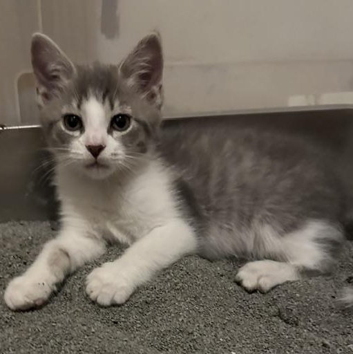 Enlarge Payton, a Adoptable mixed breed in Minneapolis, MN image 2/5