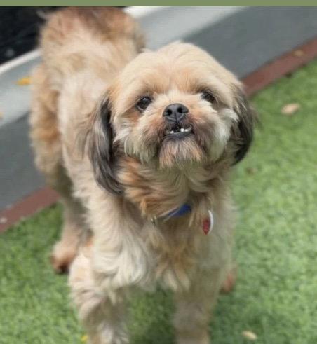 Brandon CA, a Adopted Shih Tzu in Hillside, IL image 1/2