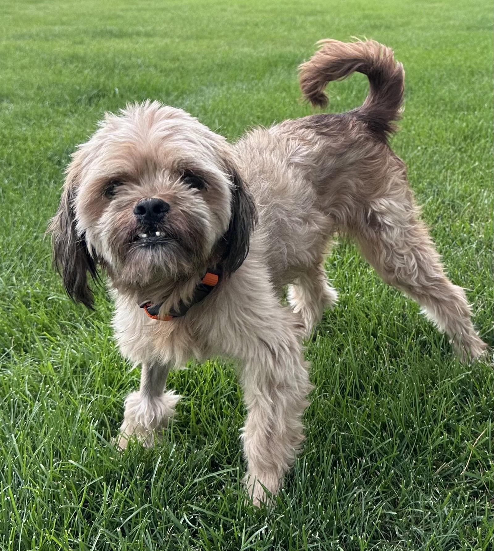 Brandon CA, a Adopted Shih Tzu in Hillside, IL image 2/2