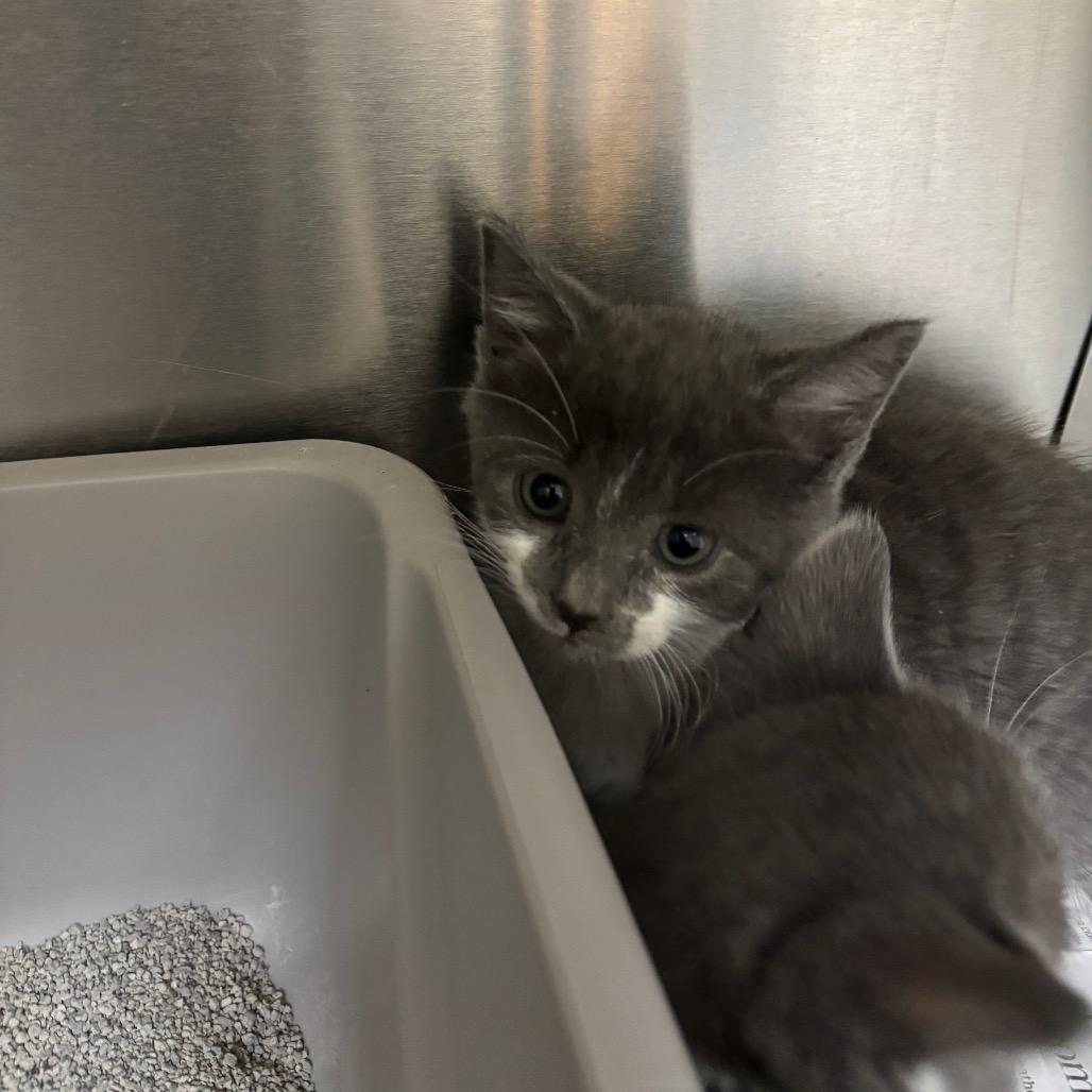 Milly, Adoptable, Kitten Female Domestic Short Hair.