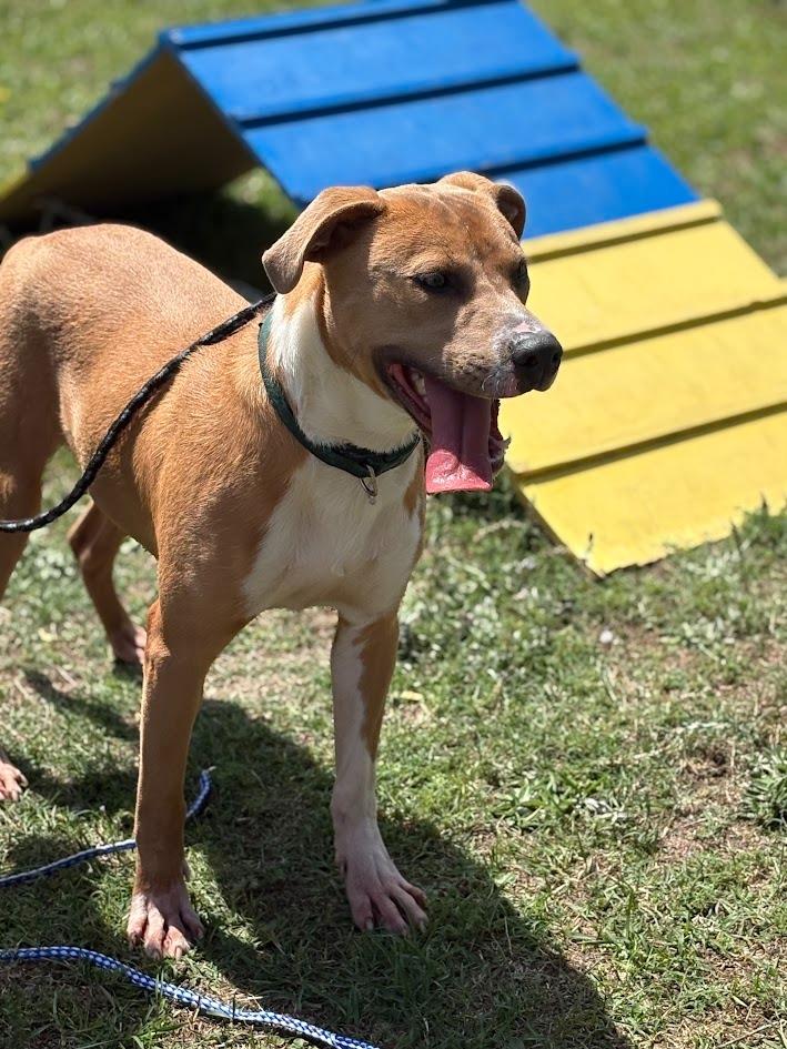 Enlarge Brock, a Adoptable mixed breed in Effingham, SC image 4/5