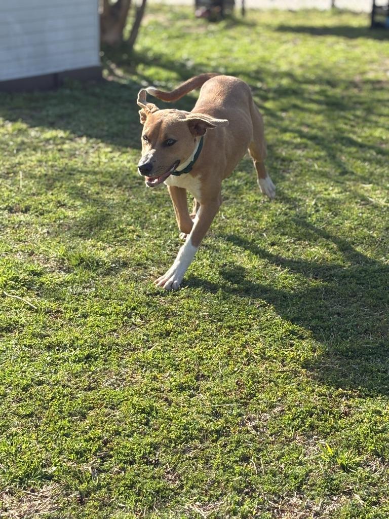 Enlarge Brock, a Adoptable mixed breed in Effingham, SC image 5/5