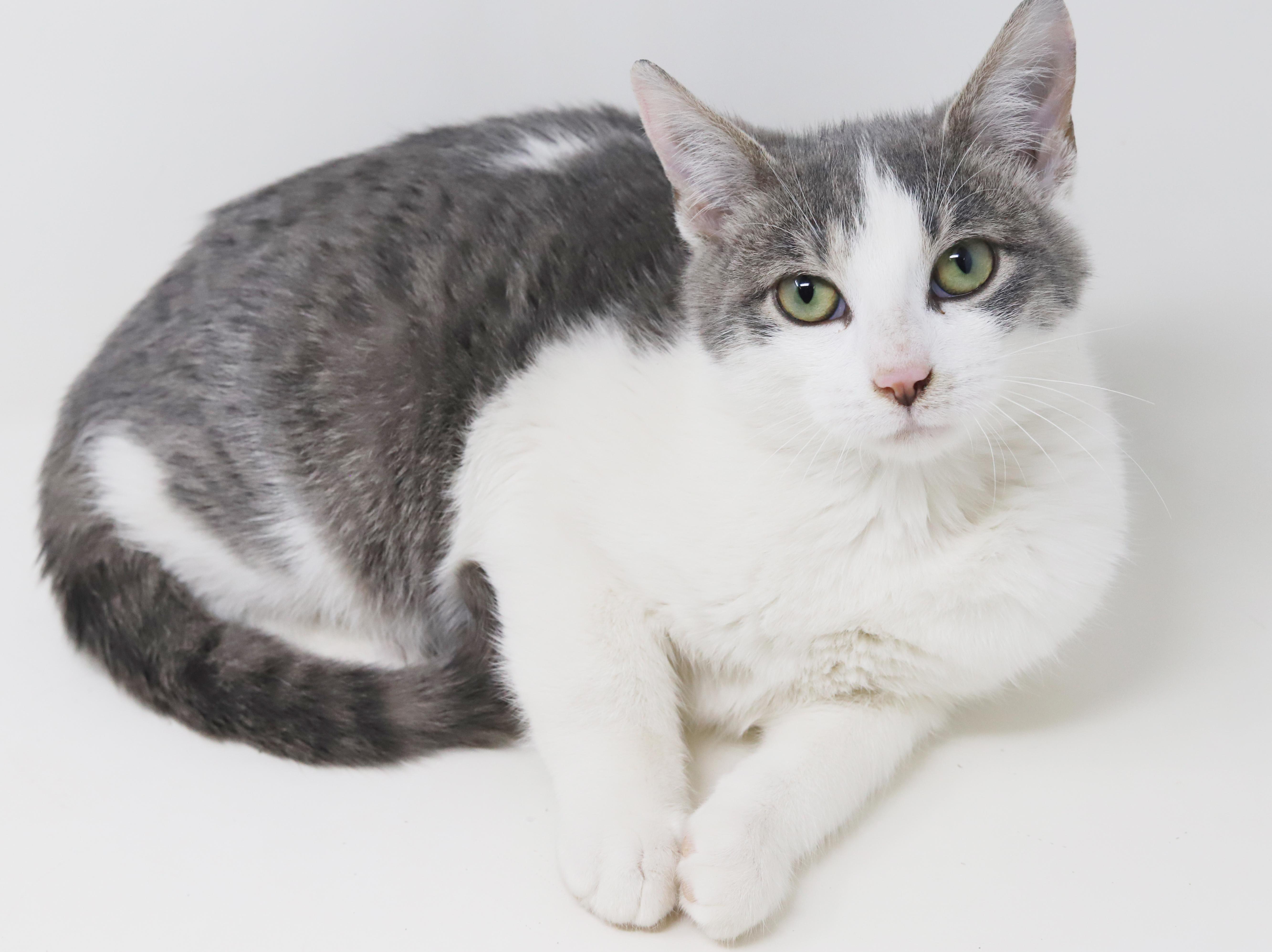 Samuel is a baby smush! Sooo sweet!, an adopted mixed breed in Bedford Hills, NY image 2/6