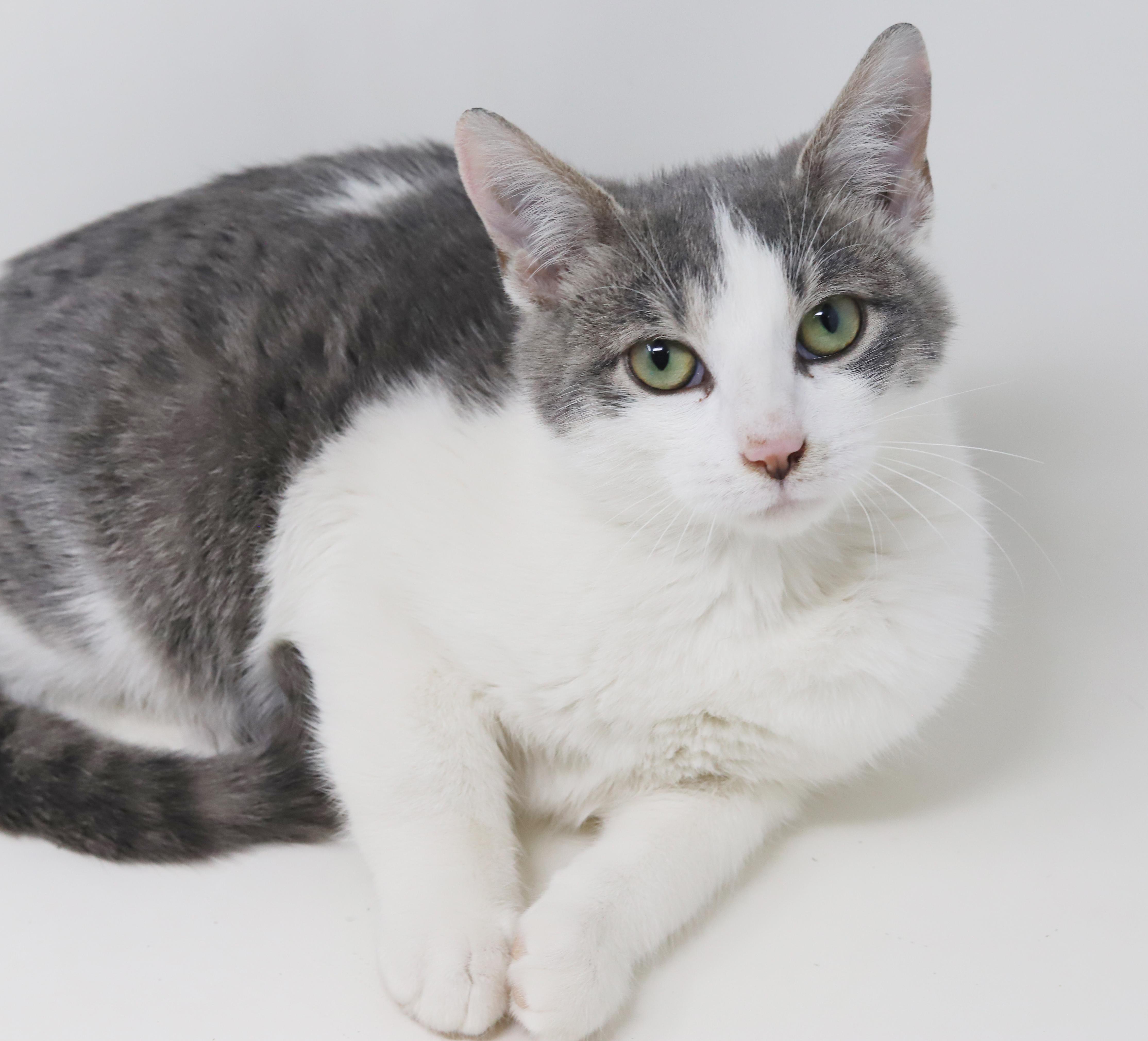 Samuel is a baby smush! Sooo sweet!, an adopted mixed breed in Bedford Hills, NY image 5/6