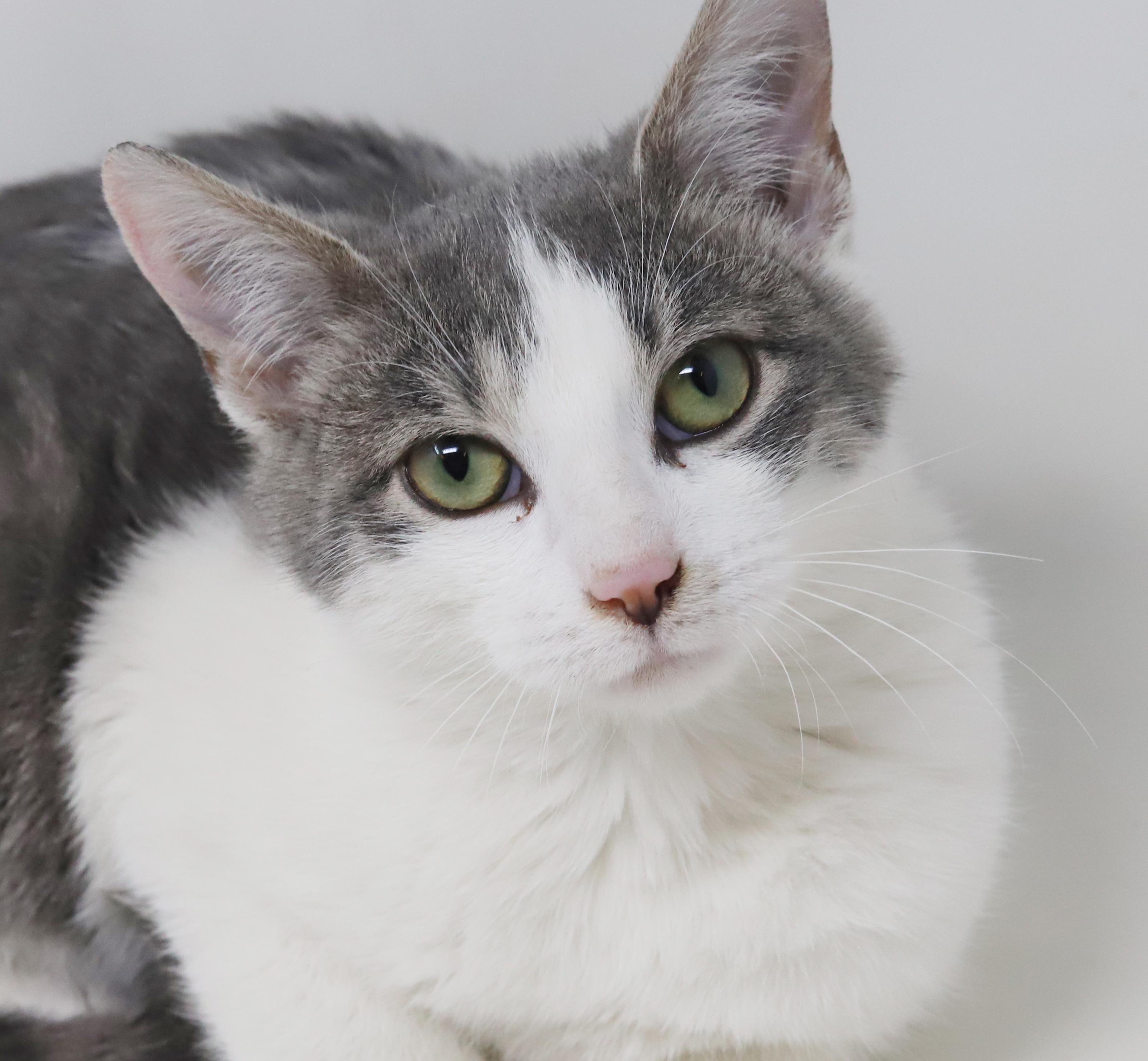 Samuel is a baby smush!   Sooo sweet!, adopted, Kitten Male Turkish Van & Russian Blue.