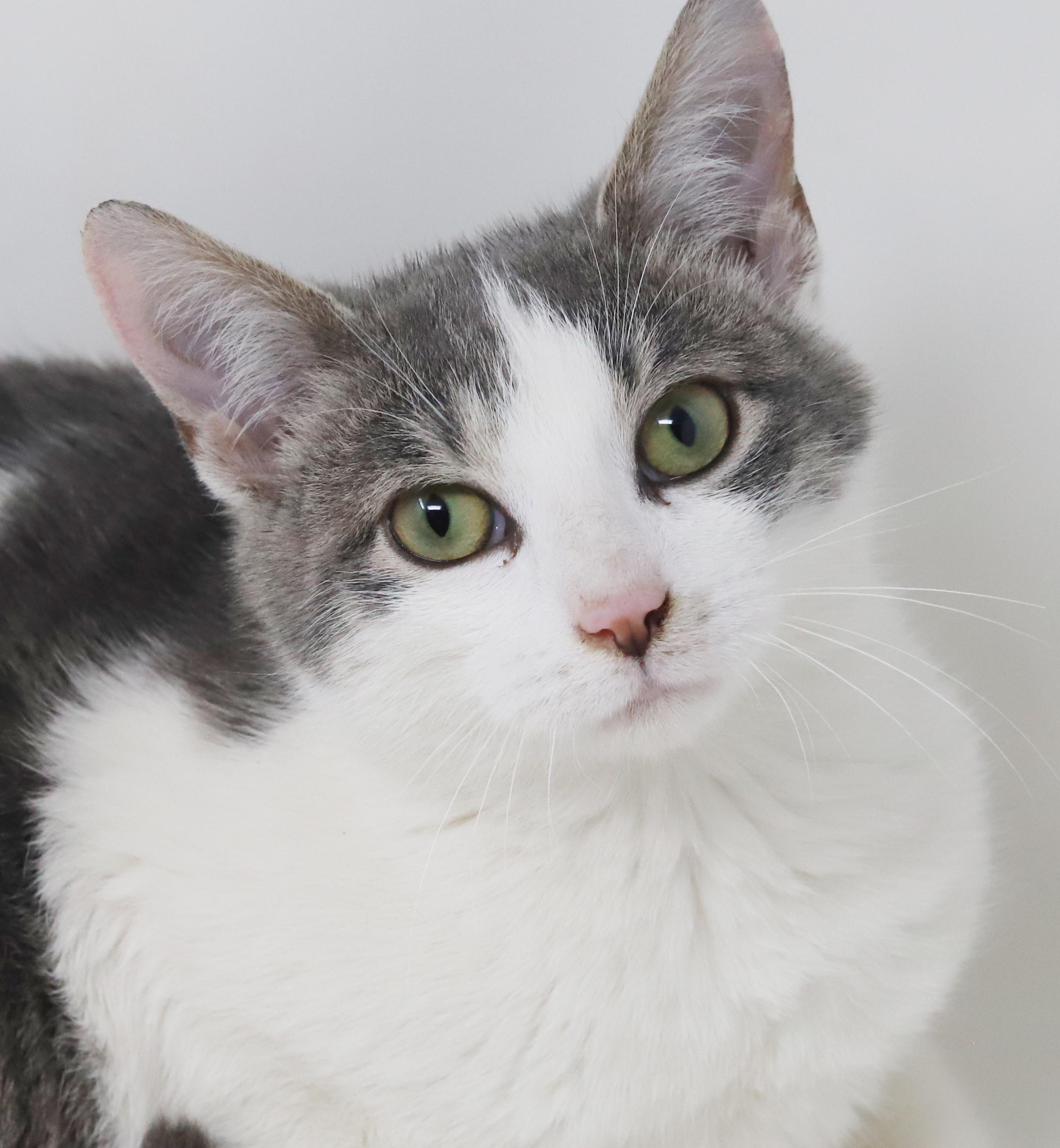 Samuel is a baby smush! Sooo sweet!, an adopted mixed breed in Bedford Hills, NY image 4/6