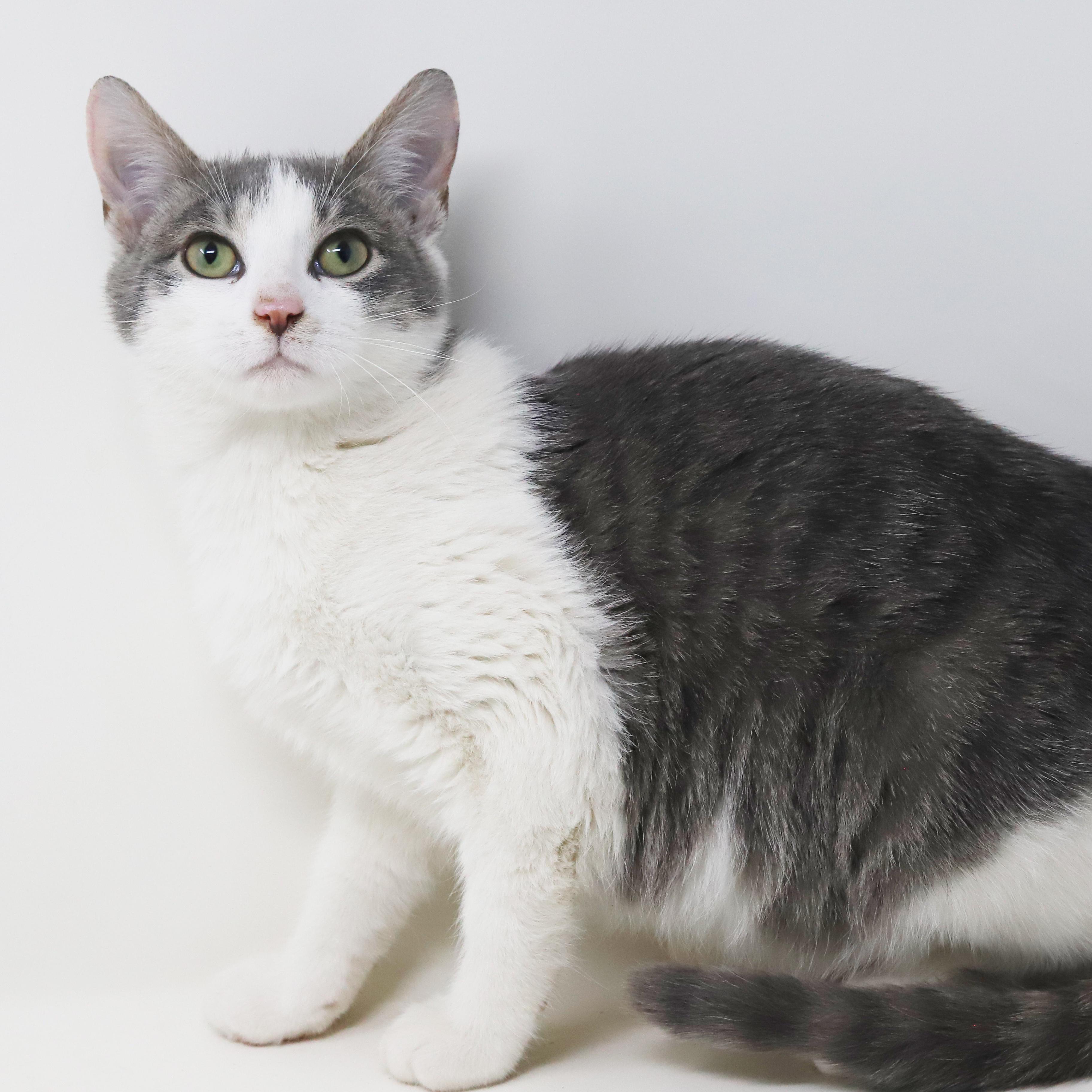 Samuel is a baby smush! Sooo sweet!, an adopted mixed breed in Bedford Hills, NY image 3/6